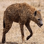 Elizabeth Banks' Whohaha-Hyenas